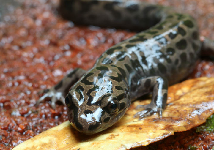 California Giant Salamander